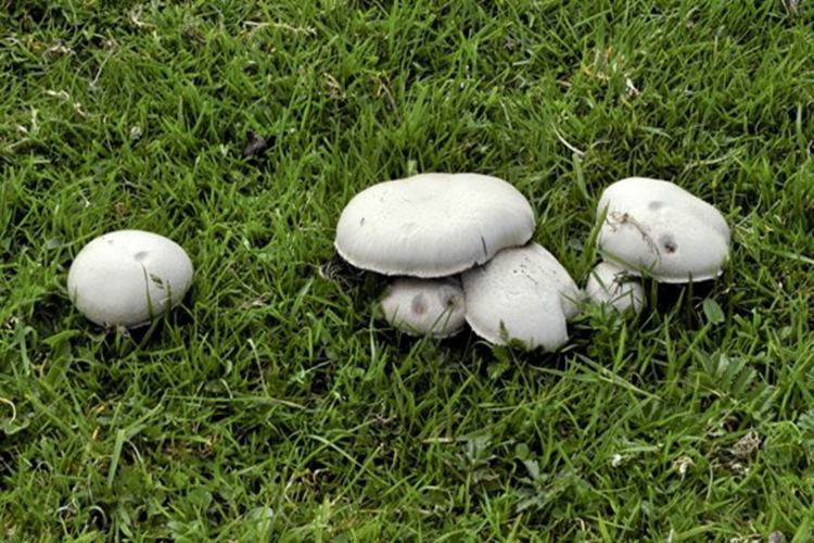 Evlek Mantarı Nerede Yetişir? 