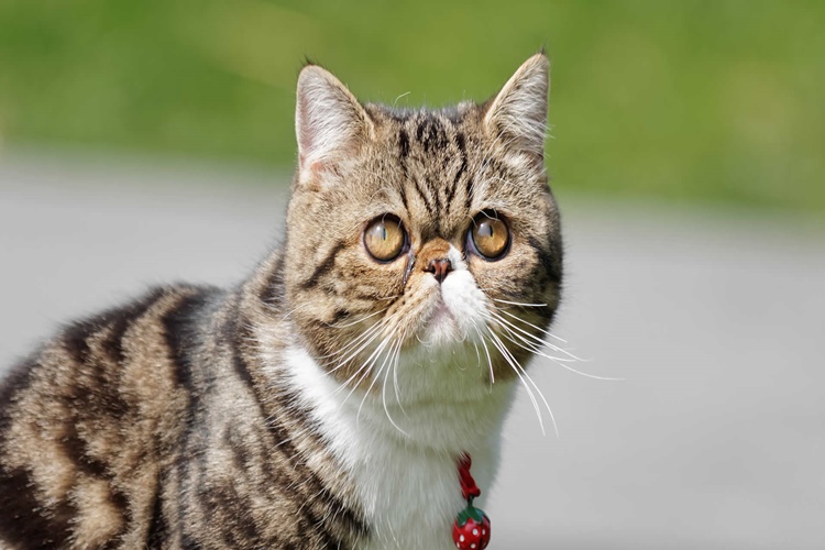 Exotic Shorthair Genetik Problemleri Nelerdir?