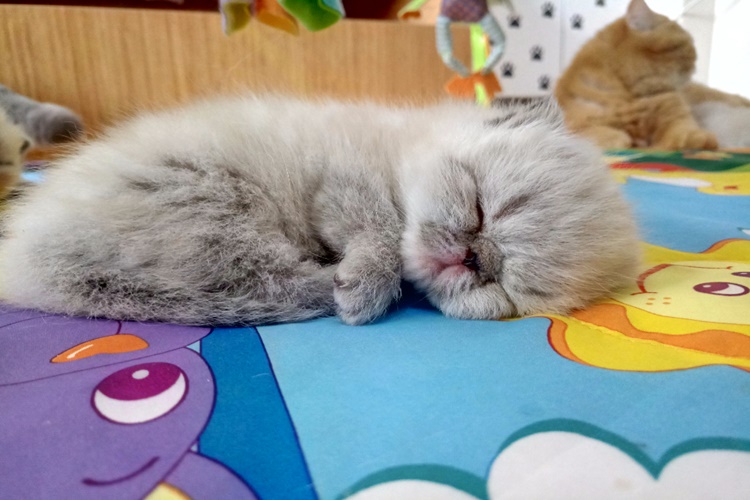 Exotic Shorthair Hangi Cins ile Çiftleştirilir? 