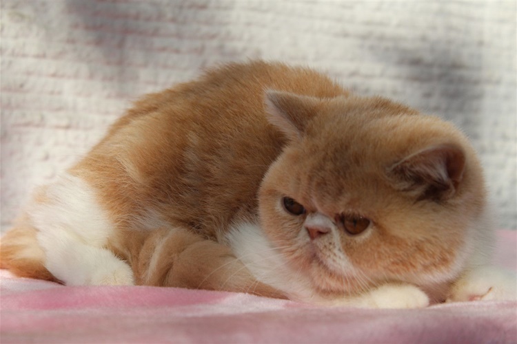 Exotic Shorthair Kaç Yıl Yaşar?