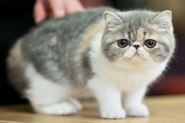 Exotic Shorthair Nasıl Yıkanır?