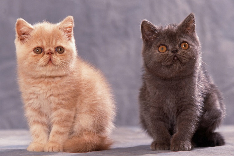 Exotic Shorthair Tüy Döker Mi?