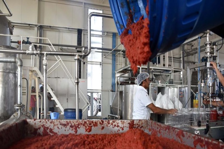 Fabrikada Domates Salçası Nasıl Yapılır?