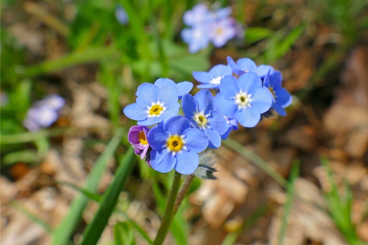 Fare Kulağı Kaç Günde Çimlenir?