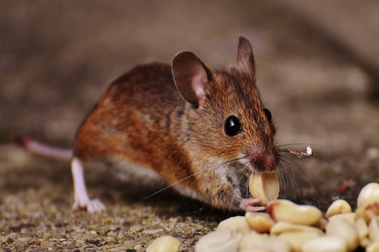 Fare Öldürmek Gusül Gerektirir Mi?