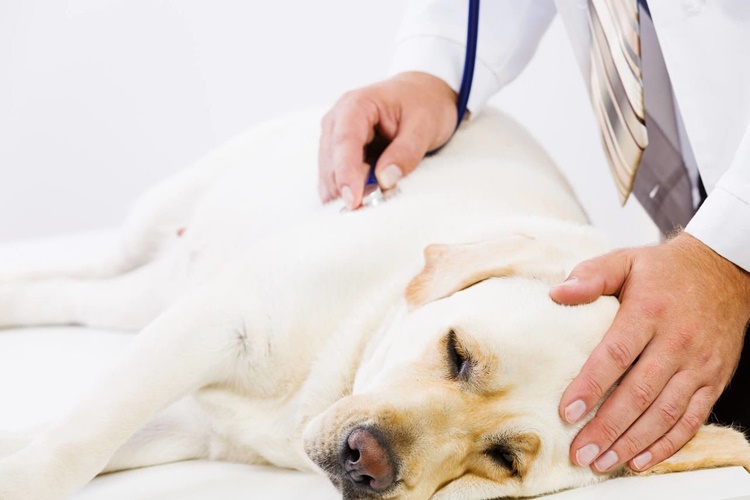 Fare Zehiri Köpeklere Zararlı Mı?