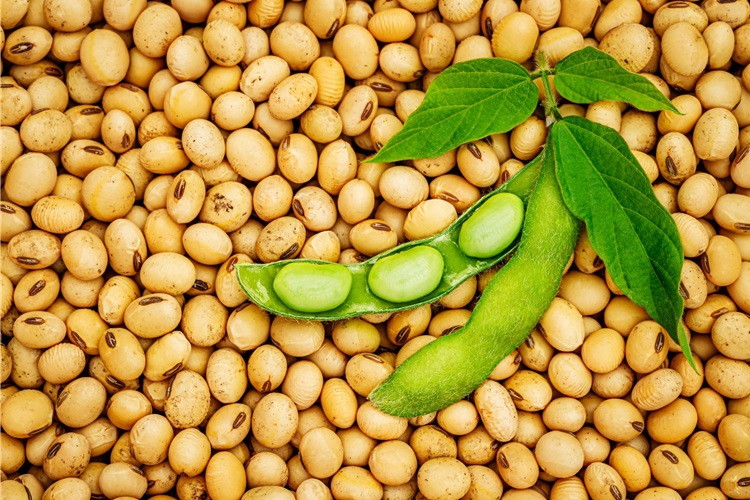 Fasulye Ekimi Ne Zaman Yapılır?