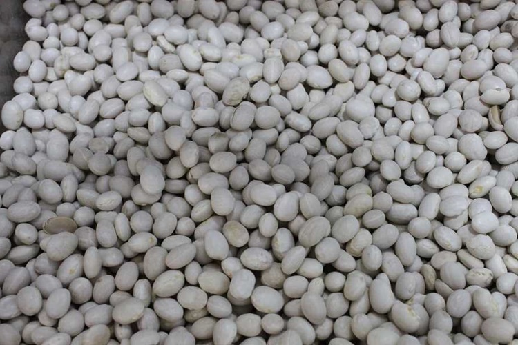 Fasulye Nerede Meşhur?