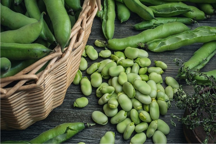 Fasulye Suyu Bitkilere İyi Gelir Mi?