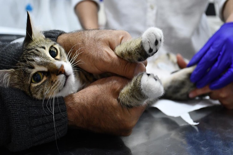 Felçli Kedi İyileşir Mi?