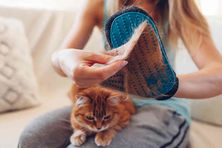 Felicia Kedi Maması Tüy Döker Mi?