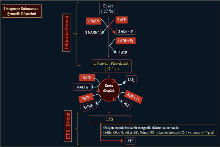 Fermantasyon Kaç Gün Sürer?