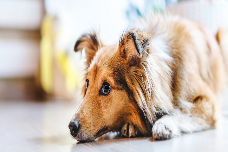 Fesleğen Köpeklere Zararlı Mı?