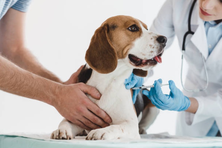 Fibroline SM Köpek Fiyatı 2023 Ne Kadar?