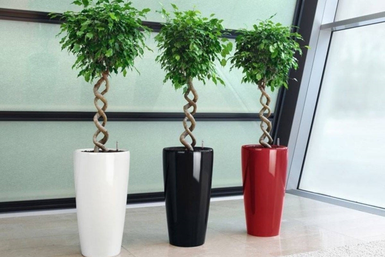 Ficus Benjamin Zehirli Mi?