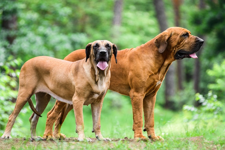 Fila Brasileiro Bakmanın Cezası Nedir?