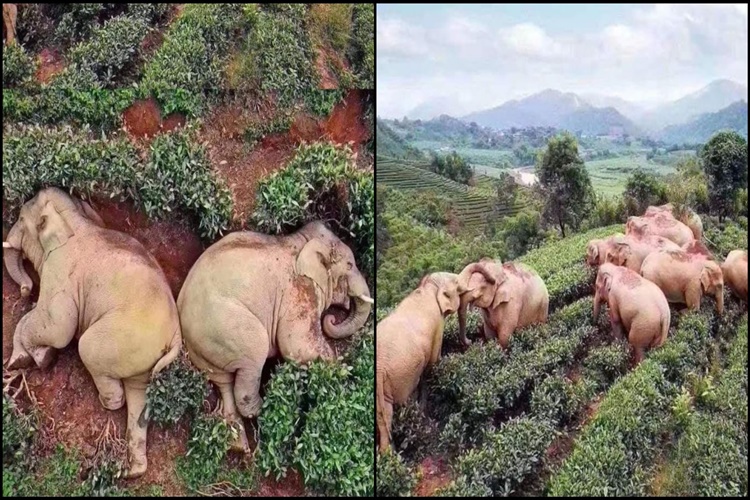 Filler Doğduğunda Kaç Kilodur?