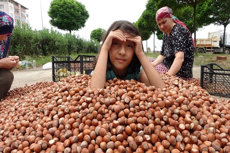 Fındık Kaç Günde Kurur?