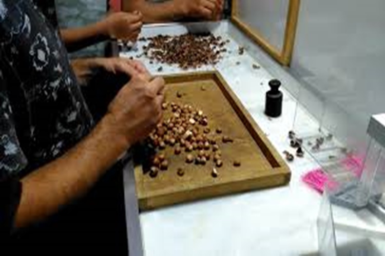 Fındıkta Randıman Nasıl Ölçülür?