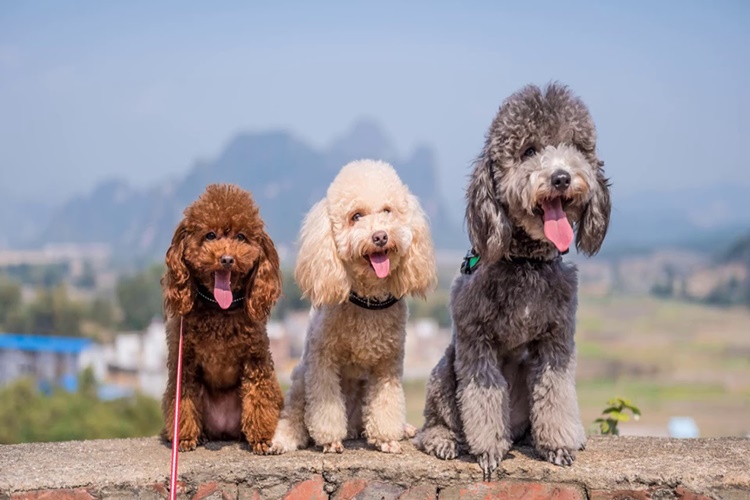 Fino Köpek Fiyatı 2023 Ne Kadar?