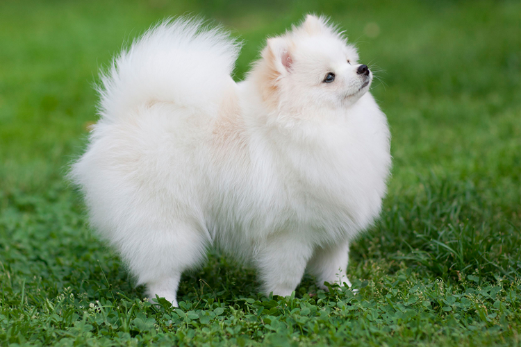 Fino Köpek Nasıl Eğitilir?