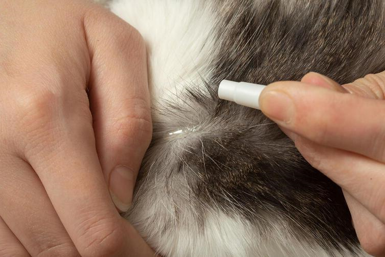 Fiprovet Drop Kedi Fiyatı 2023 Ne Kadar?