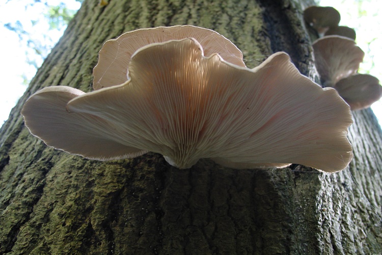 Fırında İstiridye Mantarı Nasıl Yapılır?