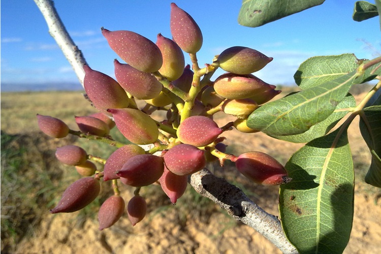 Fıstık Ne Zaman Budanır?