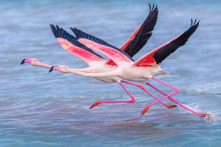Flamingo Türkiye'de Nerede Yaşar?
