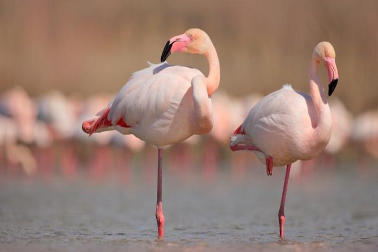 Flamingolar Neden Tek Ayakları Üzerinde Durur?