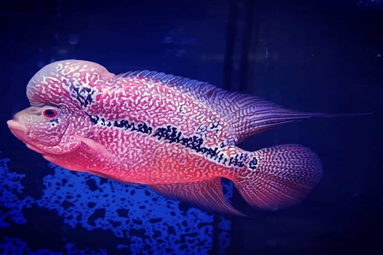 Flower Horn Hangi Balıklarla Yaşar?