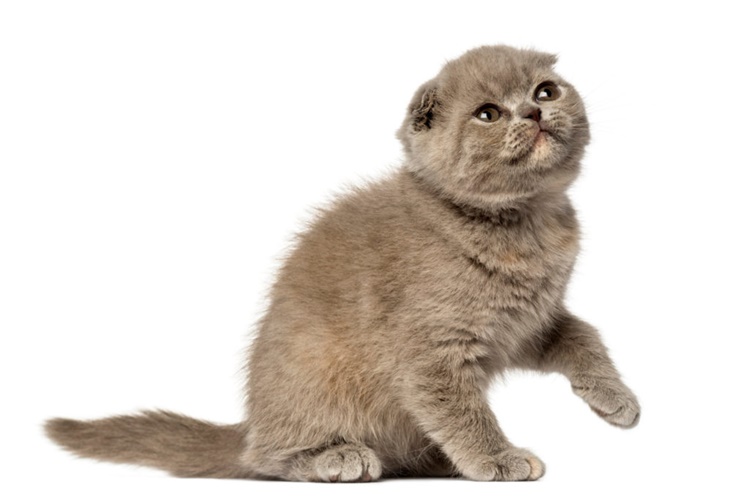 Foldex Kedi Bakımı Nasıl Olur?