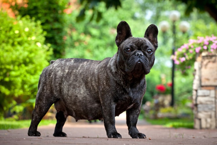 French Bulldog Gebelik Süresi Ne Kadar?