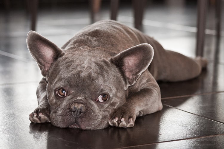 French Bulldog Neden Titrer?
