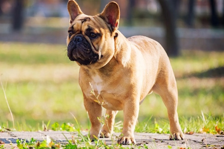 French Bulldog Safkan Olduğu Nasıl Anlaşılır?