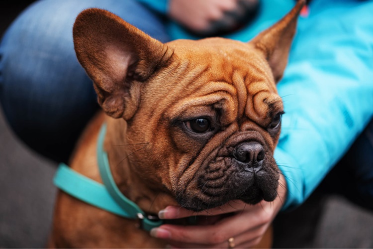 French Bulldog Soğuğa Dayanıklı Mıdır?
