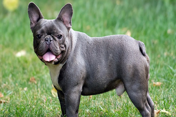 French Bulldog Tüy Döker Mi?