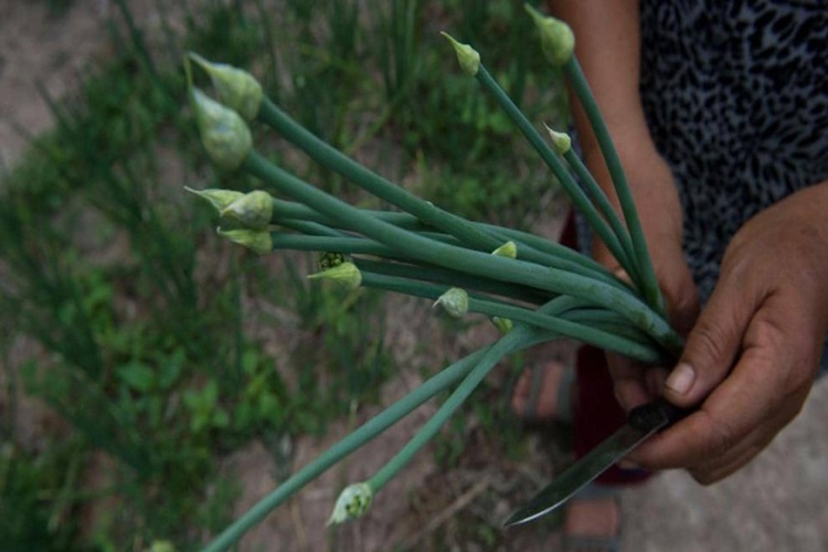 Frenk Soğanı Hakkında Merak Edilenler