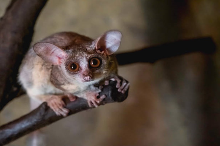 Galago Nerede Satılır?
