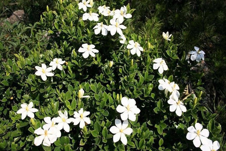 Gardenya Bitkisi Bakımı Püf Noktaları