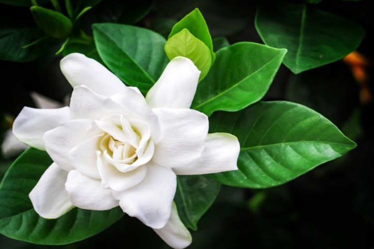 Gardenya Çiçeği Nasıl Çoğaltılır?