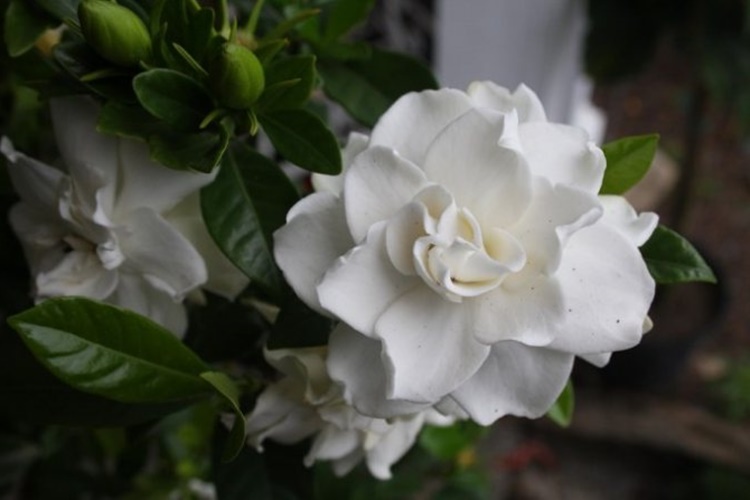 Gardenya Çiçeğinin Anlamı Nedir?