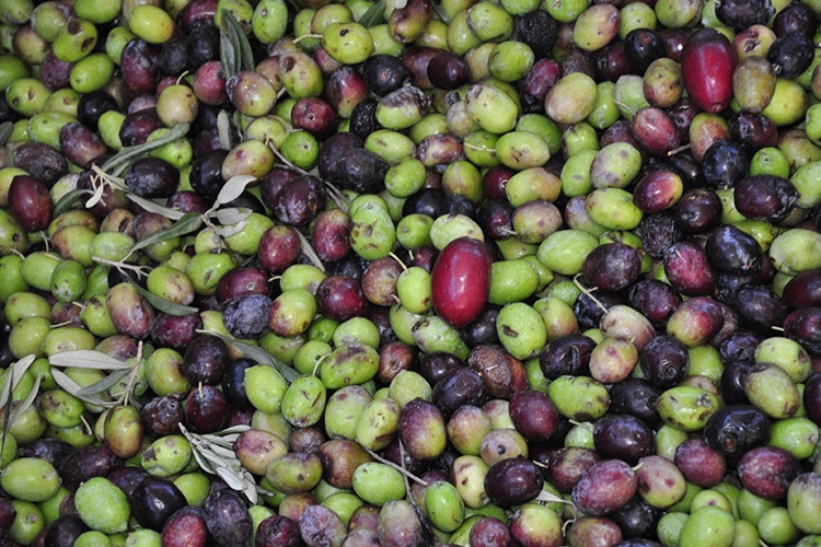 Gaziantep'te Zeytin Ne Zaman Toplanır?