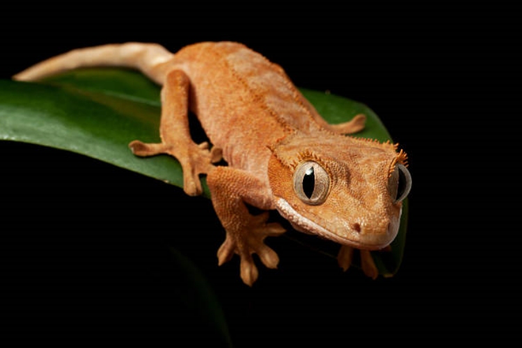 Geko Zehirli Mi?