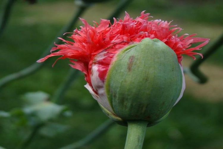 Gelincik Çiçeği Kaç Yıl Yaşar?