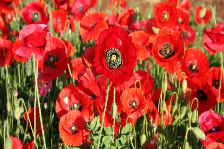 Gelincik Çiçeği Saksıda Yetişir Mi?