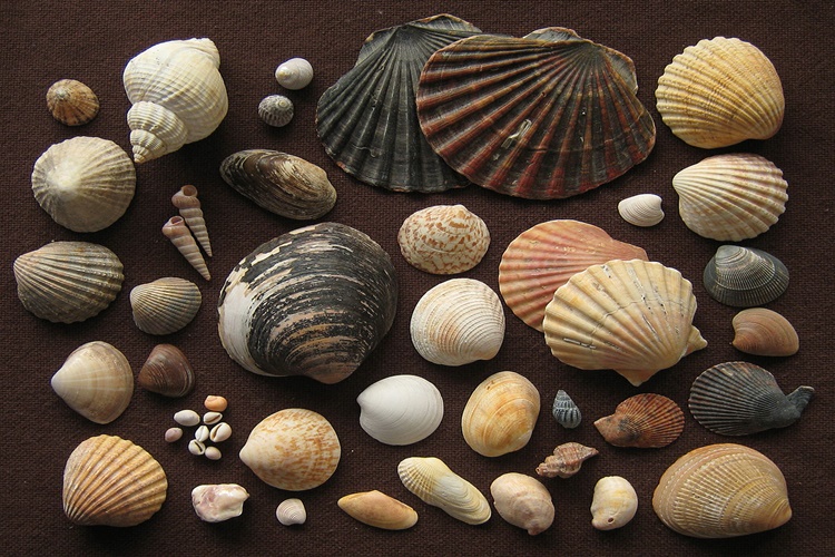 Gerçek Deniz Kabuğu Nasıl Anlaşılır?