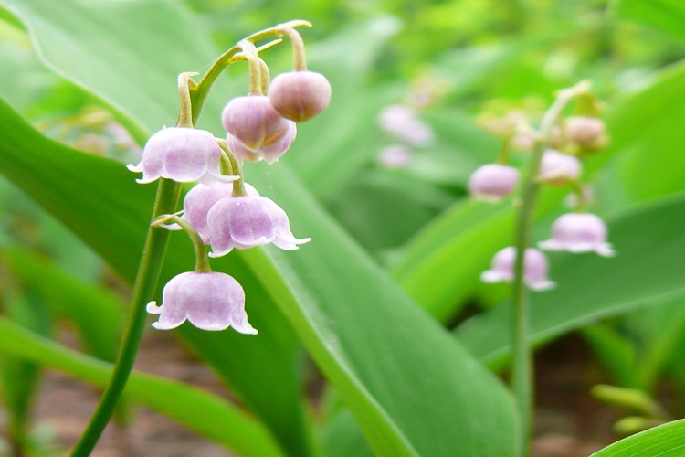 Geven Çiçeği Hakkında Sıkça Araştırılan Konular 