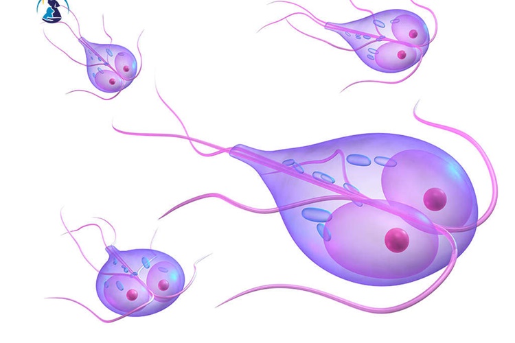 Giardia Hayvanlardan İnsana Bulaşır Mı?