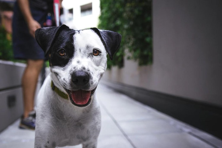 Giardia Köpekten İnsana Bulaşır Mı?